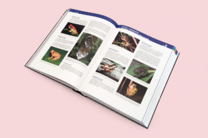 Livre Pedra Talhada page